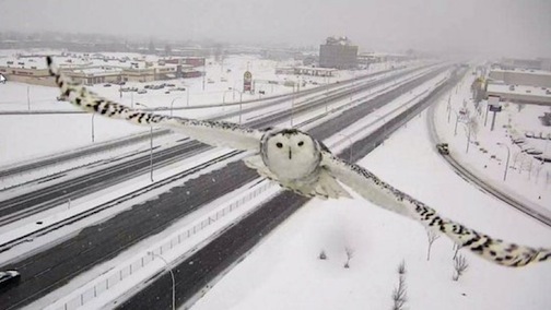 Snowy Owl in Montreal.