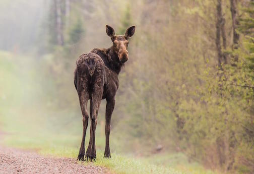 "Cow Moose in the Light Rain." Photo by Tom Spence.