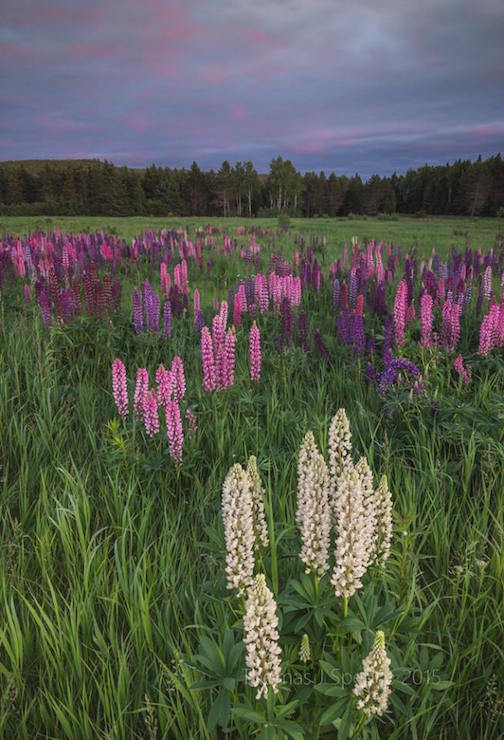 "Sunset last night along the back roads. Sick of lupines yet? by Thomas Spence.