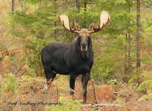 Paul Sundberg took this photograph of a handsome bull moose the other day.