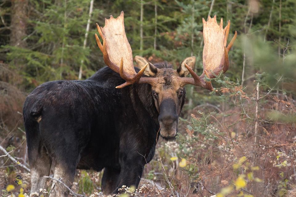 Thomas Spence took this shot... it looks like this particular moose likes to have its picture taken.