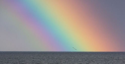 "Gull, lake, rainbow" by Thomas Spence.