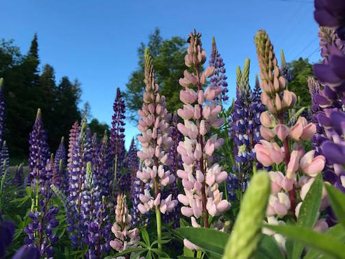 First lupines of summer by Kjersti Vick. 