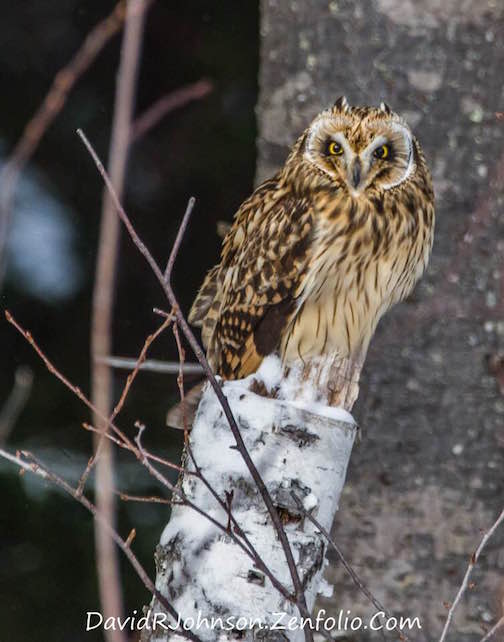 Short Eared Owl by David Johnson.