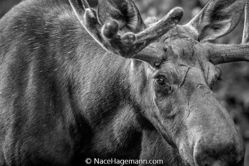 Moose by Nace Hagemann.