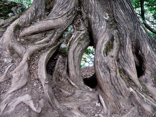 Cedar roots at Gooseberry State Park by Mary Jane Van Den Heuvel.