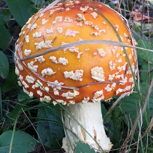 A close up of an Amanita mushroom by Josh Capps.