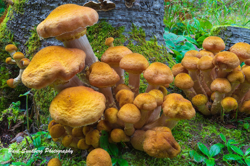Mushrooms by Paul Sandberg.