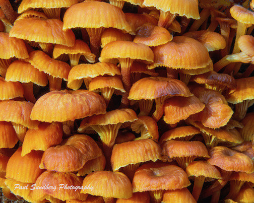 A crowd of mushrooms by Paul Sandberg.