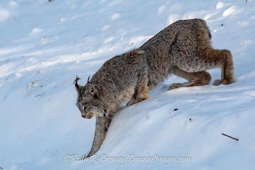 Lynx are lanky by Keith Crowley.