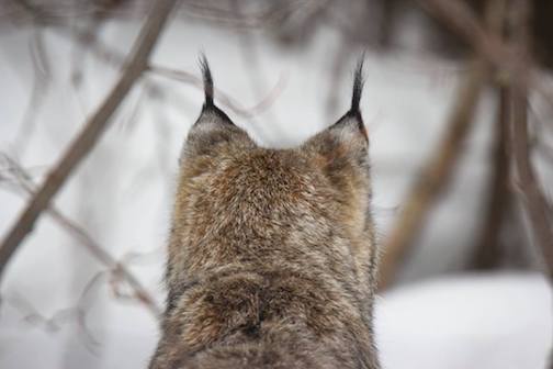 Lynx tufts-- alert and ready by Thomas Spence.