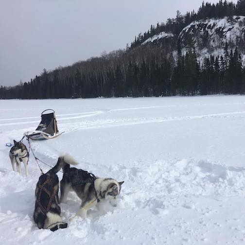 Dogs on a snowy lake by Josh Capps.