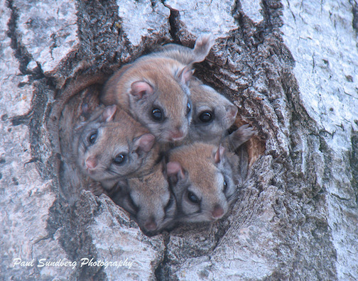 Northern Flying Squirrel babies by Paul Sundberg.