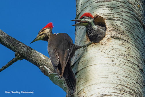 Pileated woodpeckers-- parent and youngster by Paul Sundberg.