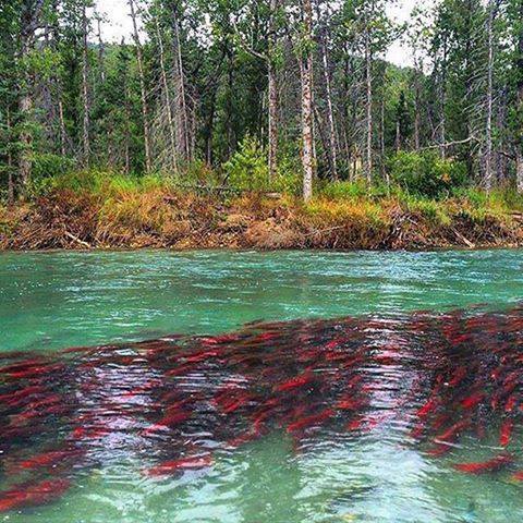 A view of the magnificent salmon run in Alaska. Photo courtesy of Back to Nature.