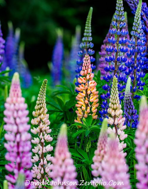 Searching for that orange lupine by David Johnson.
