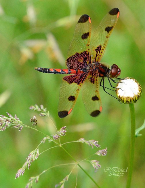 This Calico Pennant Dragonfly appeared out of nowhere for a photo op by Roxanne Distad.