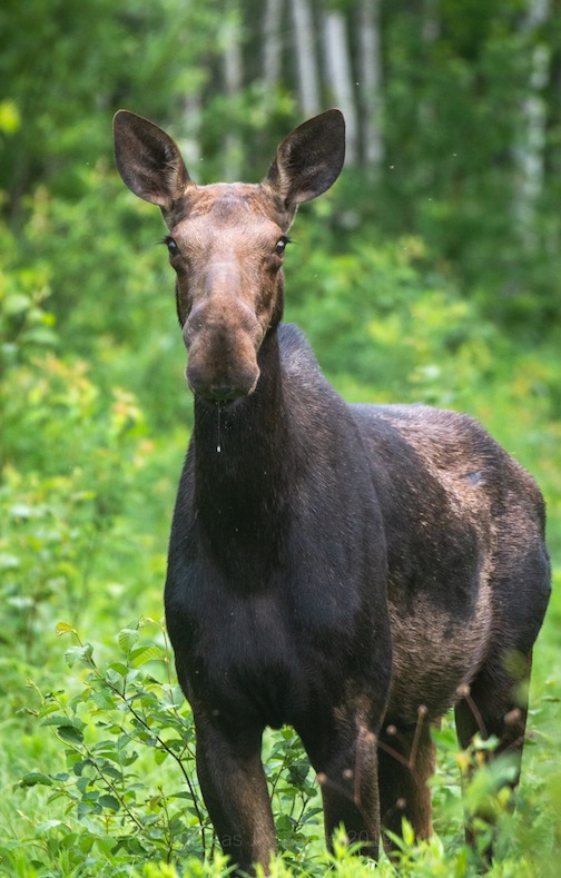 A little moose drool and a beautiful, healthy looking cow in the Superior National Forest by Thomas Spence.
