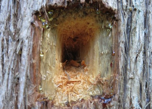 Have you ever taken the time to look carefully at a pileated woodpecker's beautiful job of carving into a tree? Photograph by Betty Hemstad.