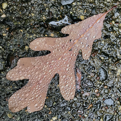 Oak leaf raindrops by Mark Attridge.