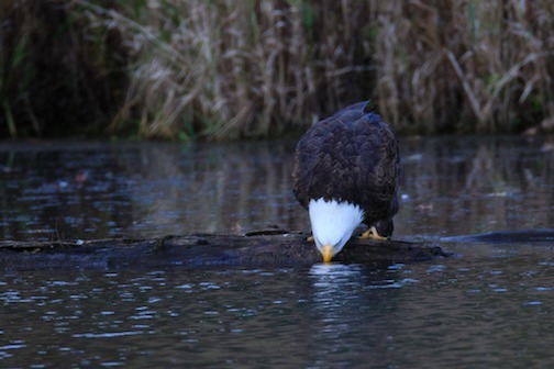 Eagles get thirsty too, by Thomas Demma.