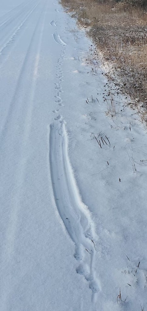 "Otters can't wait for winter." Thomas Spence photographed these sliding otter trails along a road that just had a smidgen of snow. The otters slide for a little more than two miles, he said.