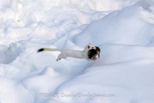 Flying ermine by Keith Crowley.