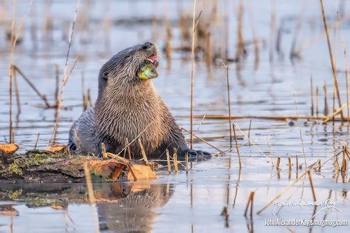 A river otter's lunch by Alexander Kay.