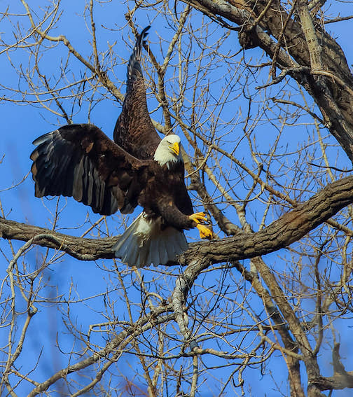 The Nancy Show... Nancy is one of the Bald Eagles nesting on a DNR site that includes a video of the nest. Hundreds of people watched her and her mate raise two eagles last season. Fans love watching them. Photo by Bonnie Affolter.