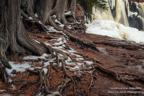 Cedar roots and ice at Gooseberry Falls by Susanne Von Schroeder.