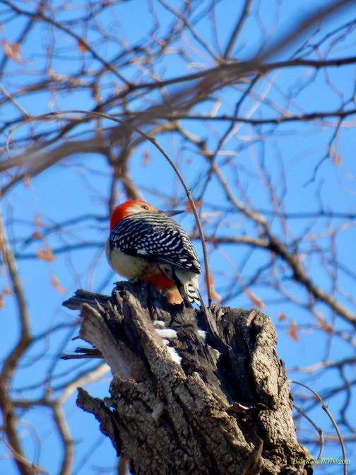 Red-Headed Woodpecker by Bob Roth.