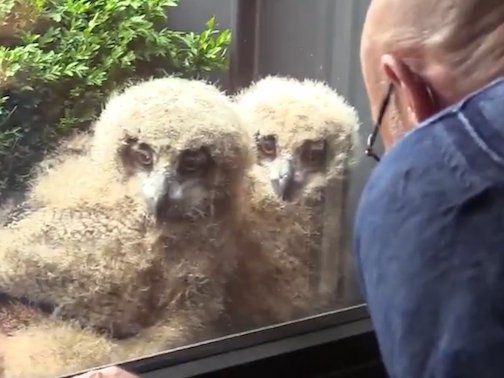 An owl lays her eggs in a window planter, and the babies watch television with the owner. See the video here.