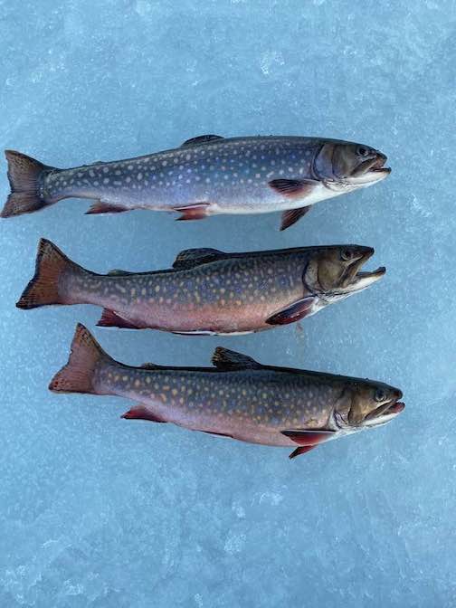 Brook trout beauties, caught somewhere in Cook County.