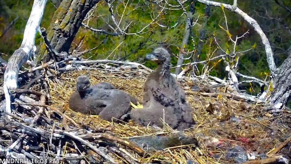 Eaglets aren't as cute as owlets. Photo by Pat Burke.