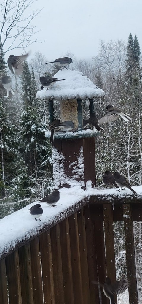 A lot of action at the feeders this morning by Beth Drost.