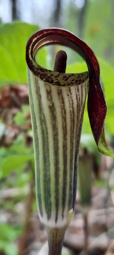 Jack in the Pulpit by Cathy Quinn.