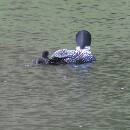 Loon hatchling, courtesyof the Chik-Wauk Museum and Nature Center.