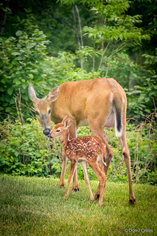 It's always a joy when Mama brings her new baby to show off by Donald Jay Olson.