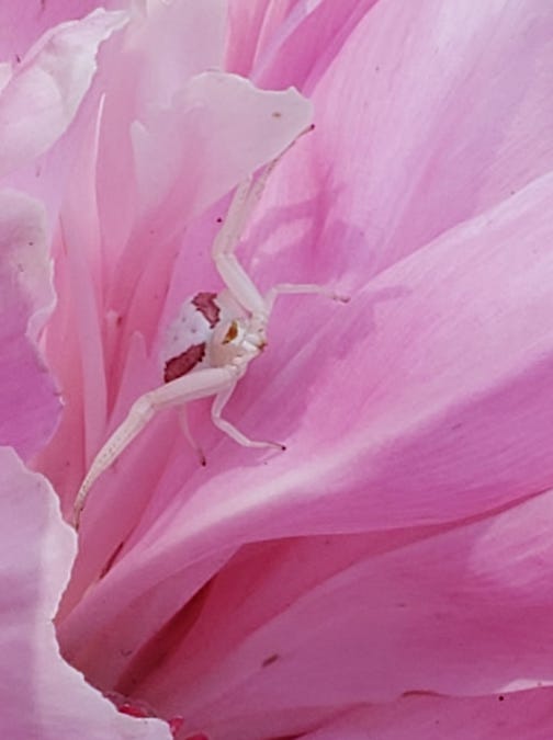 White crab spider by Jeannette Paulson The spider was photographed on a peony.