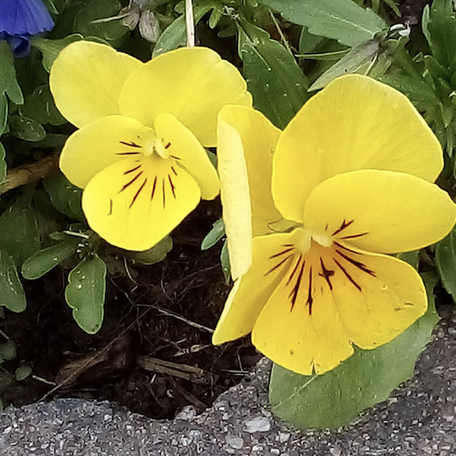 Happy pansies by Kim Knutson.