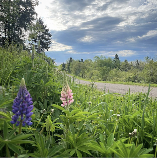 Early lupine by Kristofer Bowman.