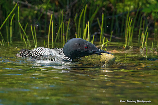 A loon parents carries a broken egg from the nest. It swished water in it and then filled it until it sank from sight.