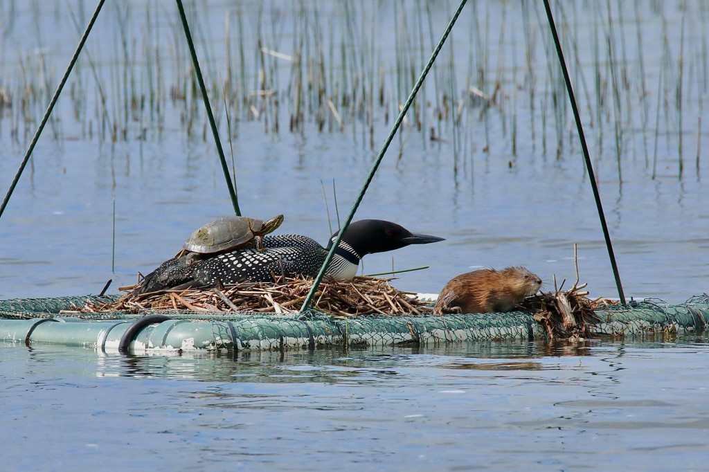 Our nesting loon has the patience of a saint. She shares her platform with turtles and two muskrats.