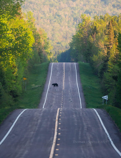 Bearly anybody on the road by Thomas J. Spence.