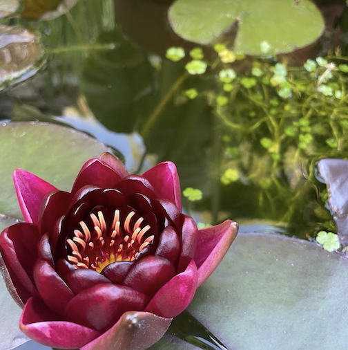 A water lily morning by Kristofer Bowman.