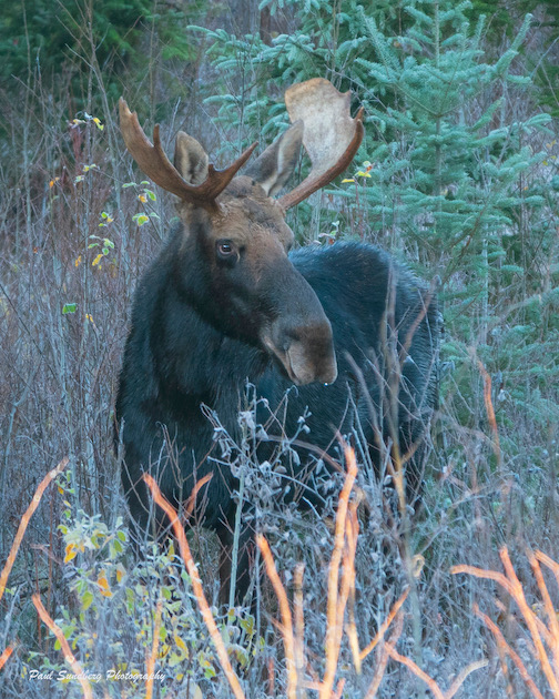 Moose calling by Paul Sundberg.