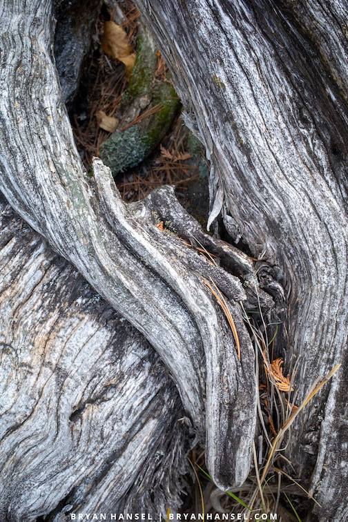 I love the texture of cedar by Bryan Hansel.