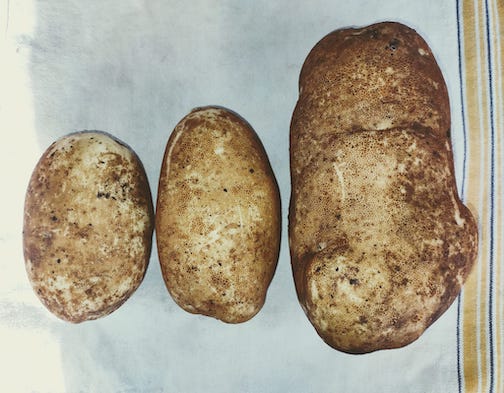 The biggest potato: 1 3/4 pounds, 8 inches long, brown by Jana Berka.