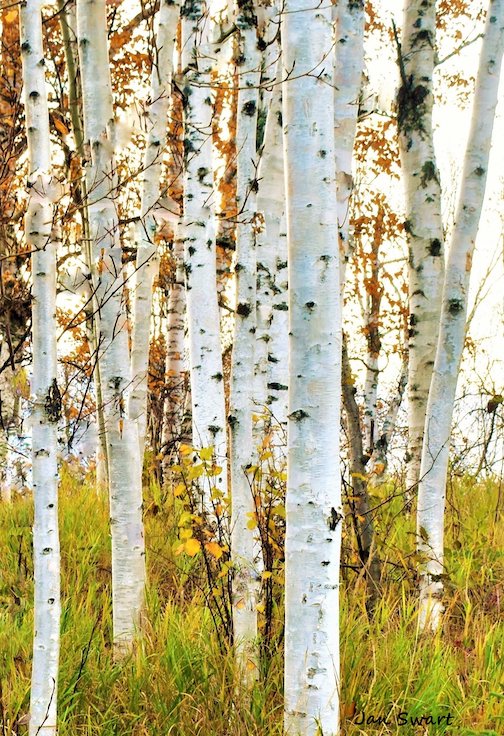 October birch by Jan Swart.