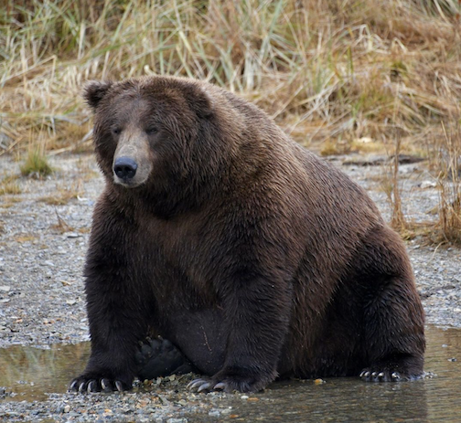 By far the fattest bear I've seen. Photo courtesy of Kodiak Island Expeditions.